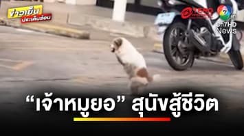 เจอตัวแล้ว “เจ้าหมูยอ” สุนัข 2 ขา ถูกรถไฟทับแต่ยังสู้ชีวิต | ข่าวเย็นประเด็นร้อน